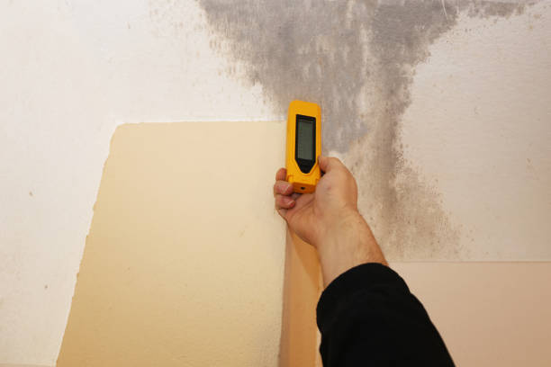 Best Mold Prevention Services  in Nibley, UT