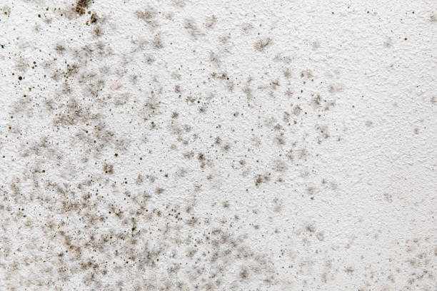 Best Mold Remediation for Healthcare Facilities  in Nibley, UT